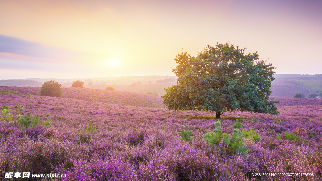 薰衣草田园图片