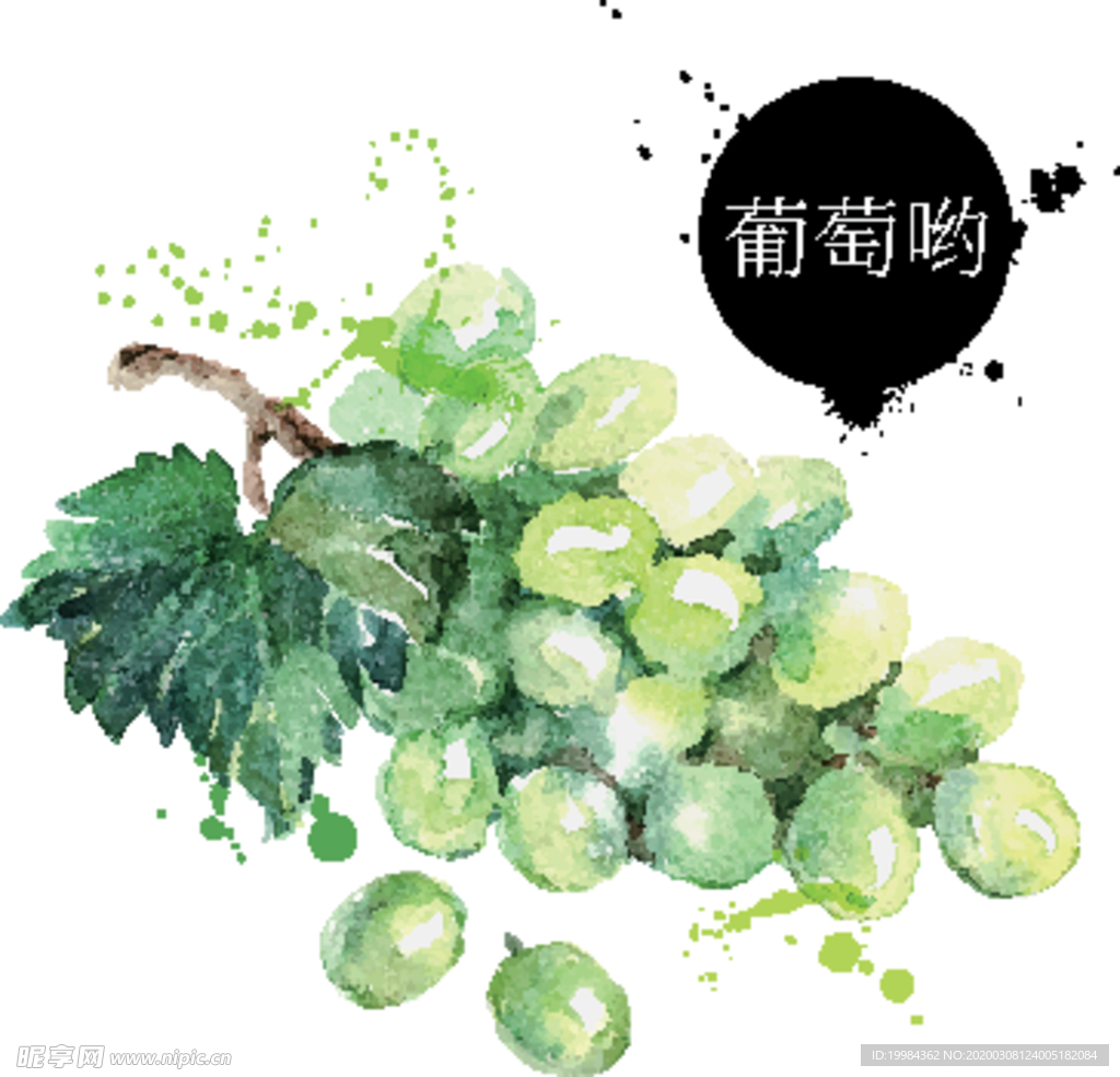 手绘青葡萄 矢量提子插画 水果