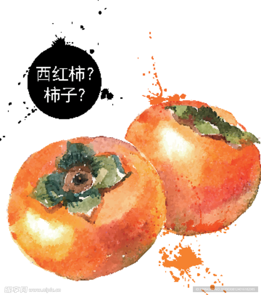 彩绘手绘柿子 矢量水果插画柿子