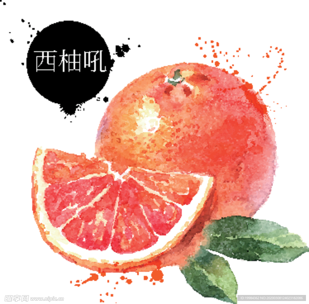 手绘西柚插画 彩绘水果矢量素材