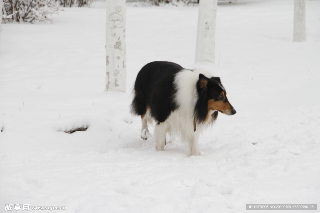 雪中苏牧犬