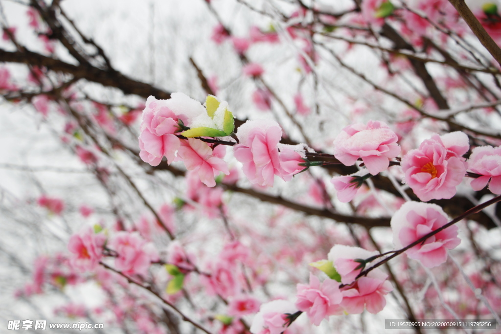 雪中花朵装饰