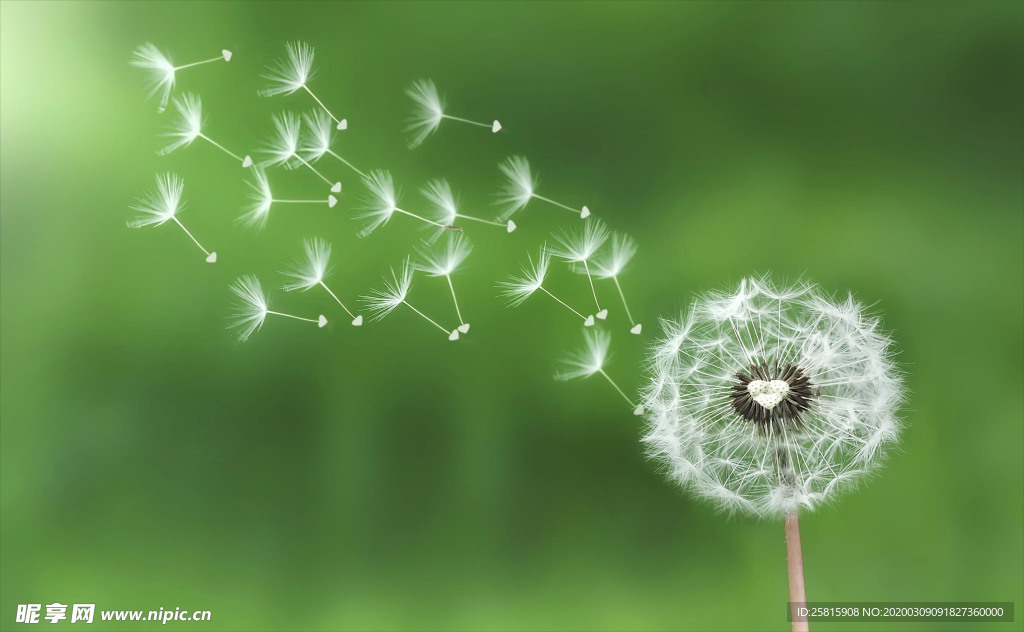 蒲公英图片
