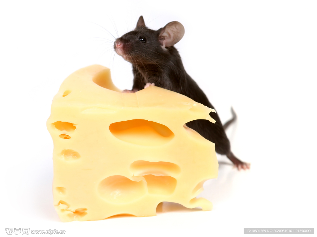 老鼠和奶酪