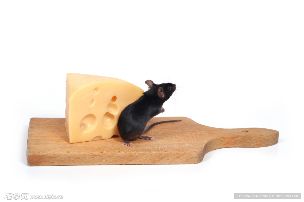老鼠和奶酪