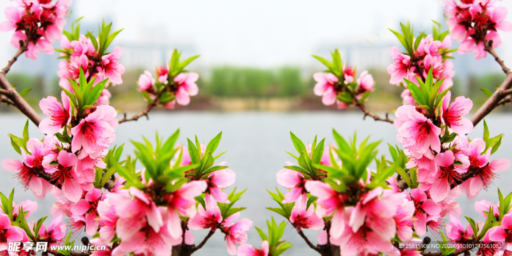 桃花樱花花艺图片