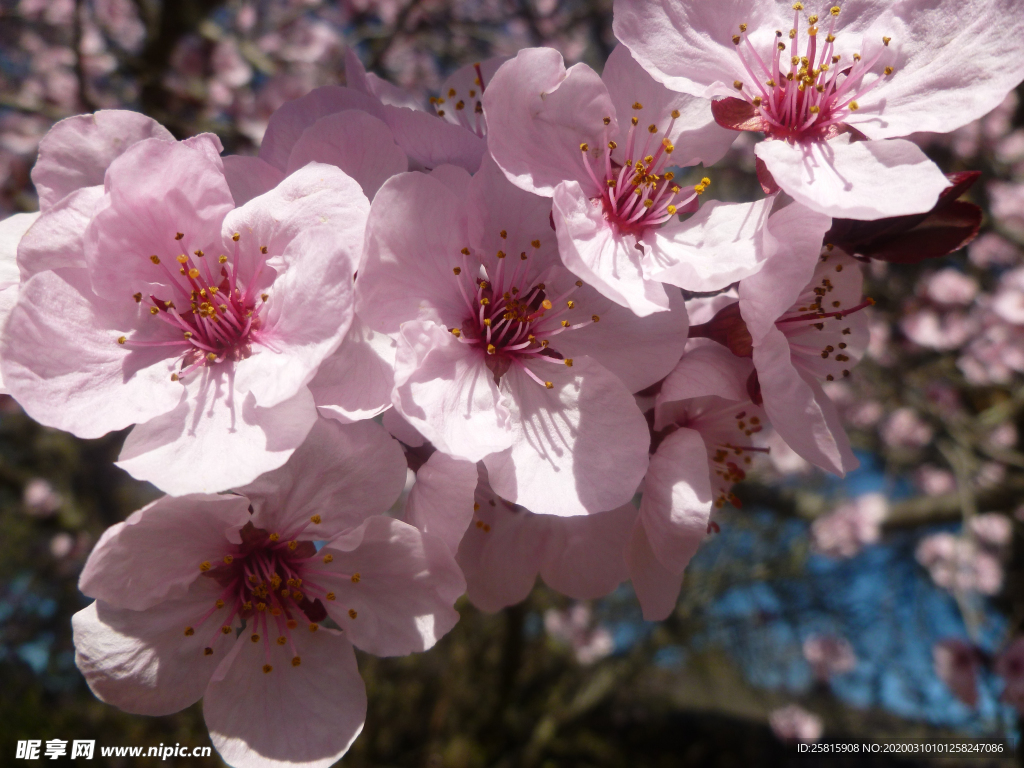 桃花樱花花艺图片