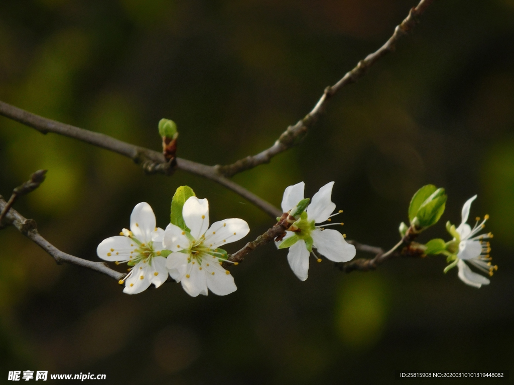桃花樱花花艺图片