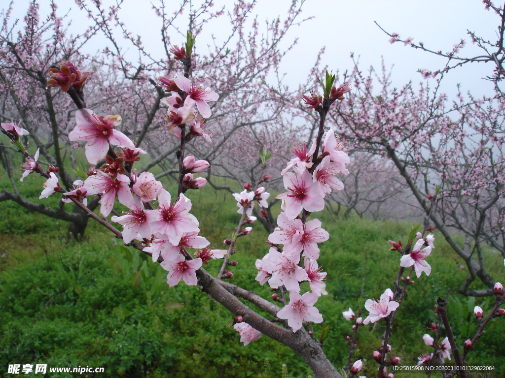 桃花樱花花艺图片