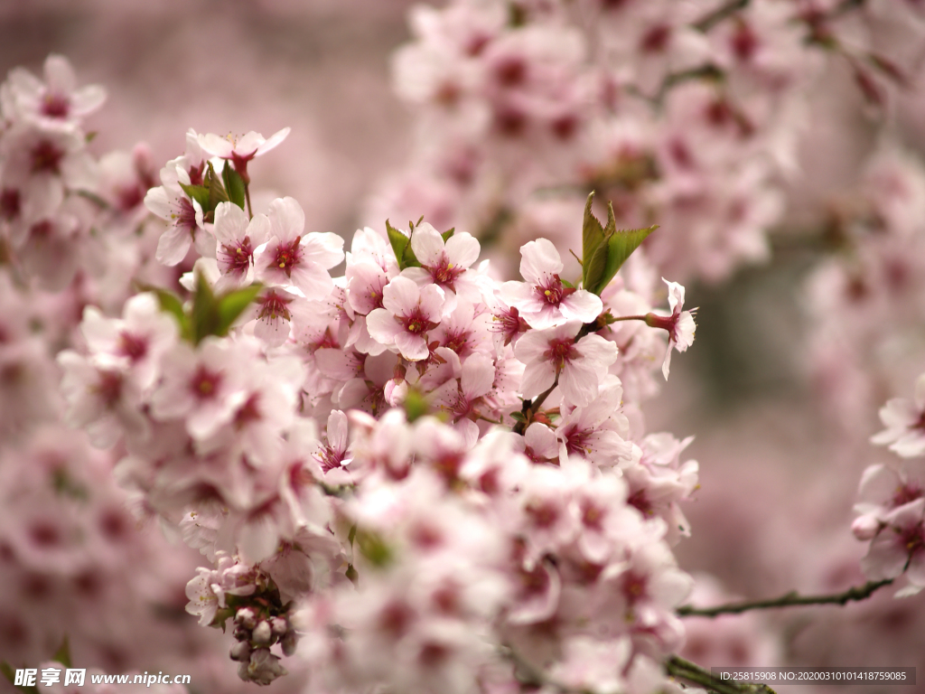 桃花樱花花艺图片