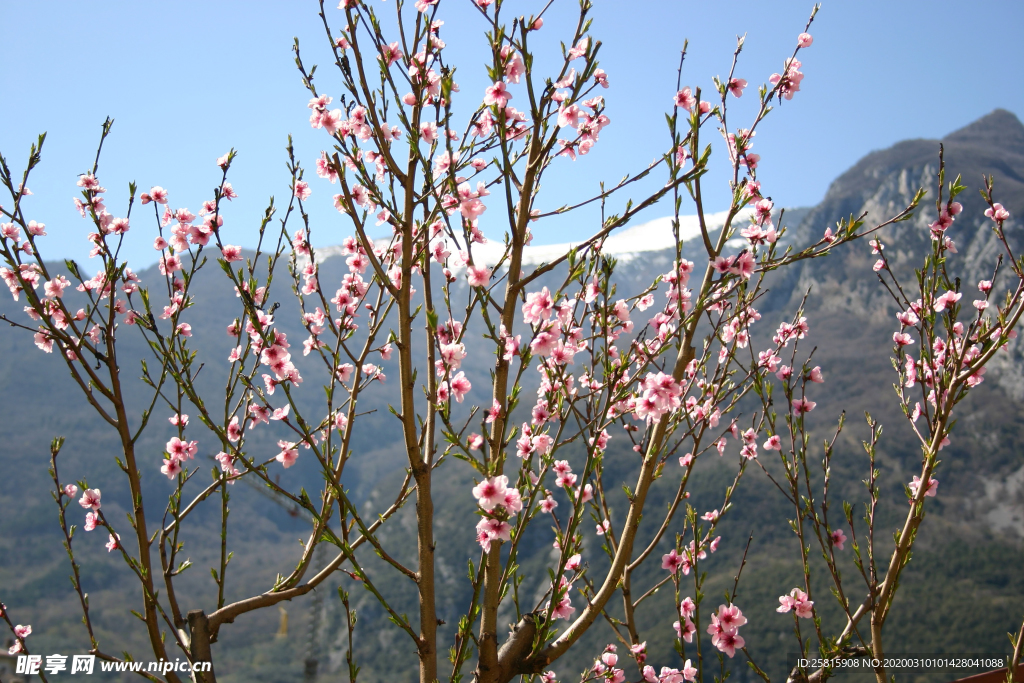 桃花樱花花艺图片