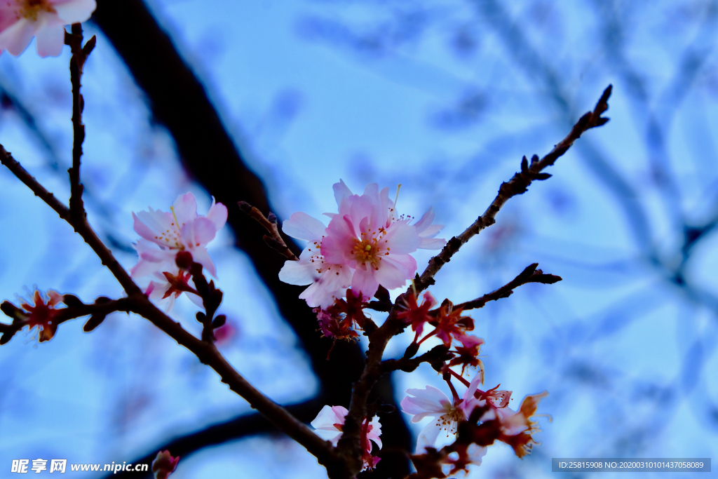 桃花樱花花艺图片