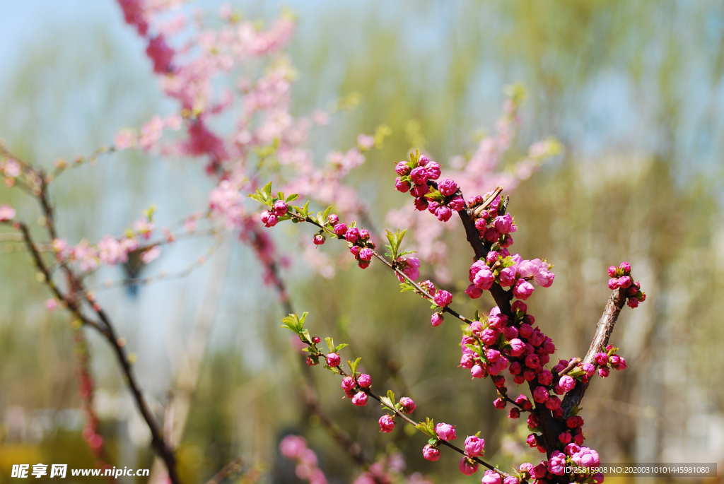 桃花樱花花艺图片