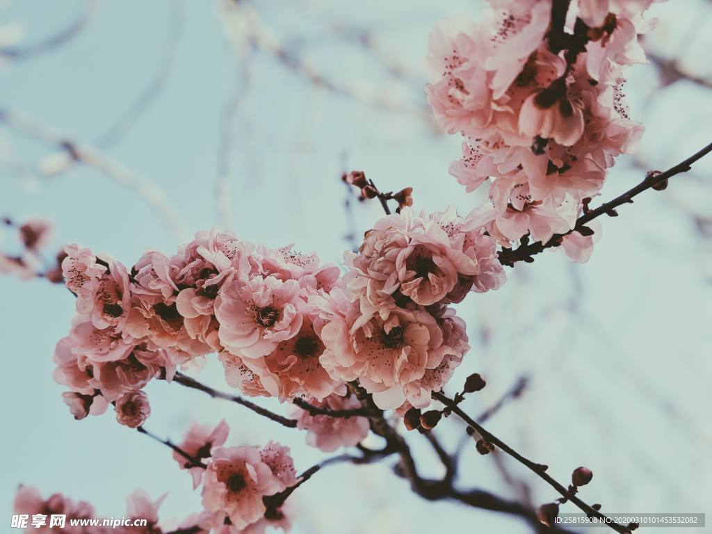 桃花樱花花艺图片