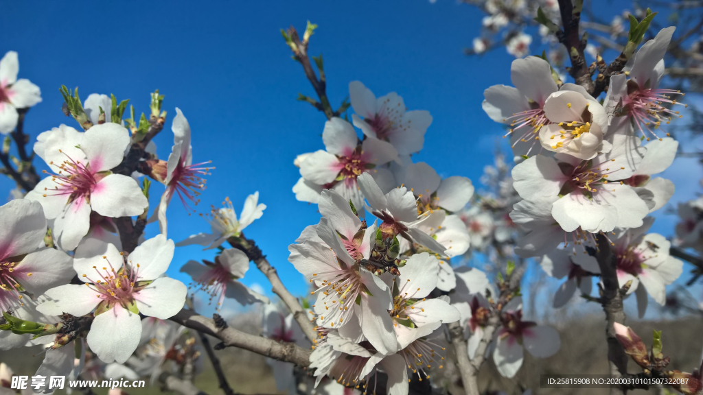 桃花樱花花艺图片