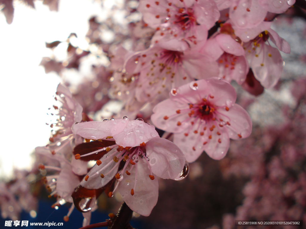 桃花樱花花艺图片