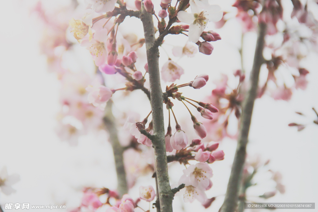 桃花樱花花艺图片