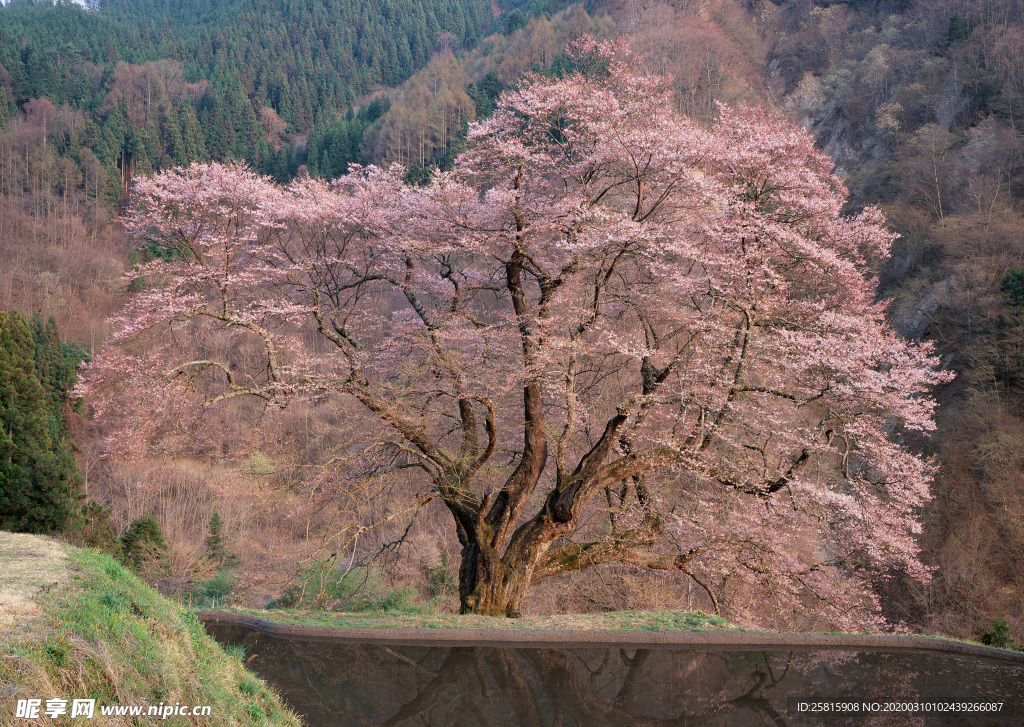 桃花樱花花艺图片