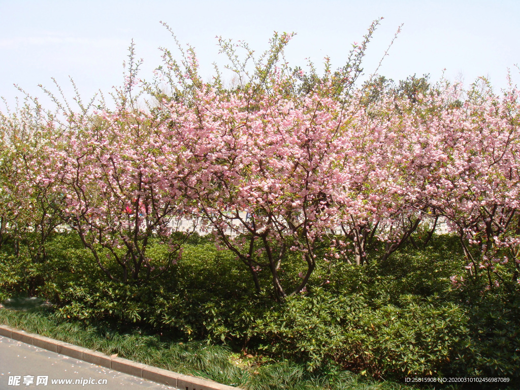 桃花樱花花艺图片