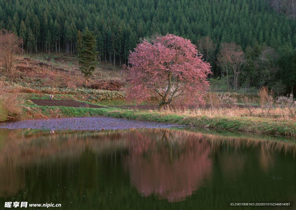 桃花樱花花艺图片