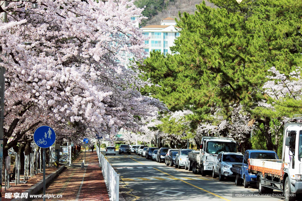 桃花樱花花艺图片