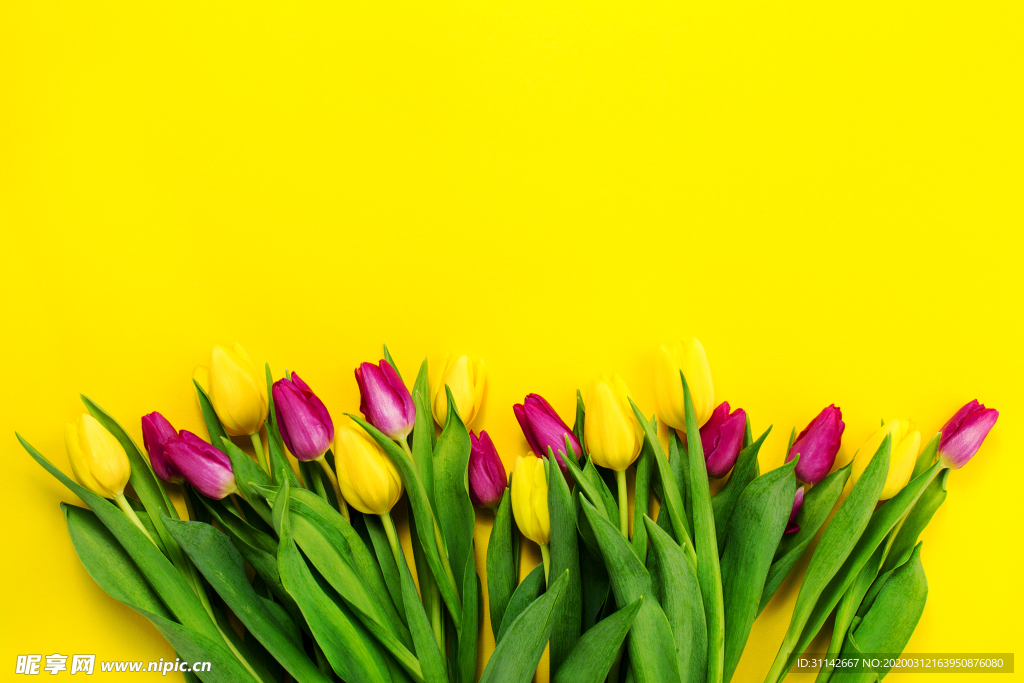 玫瑰花 背景主题