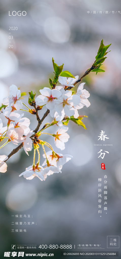 春分 清明 杏花