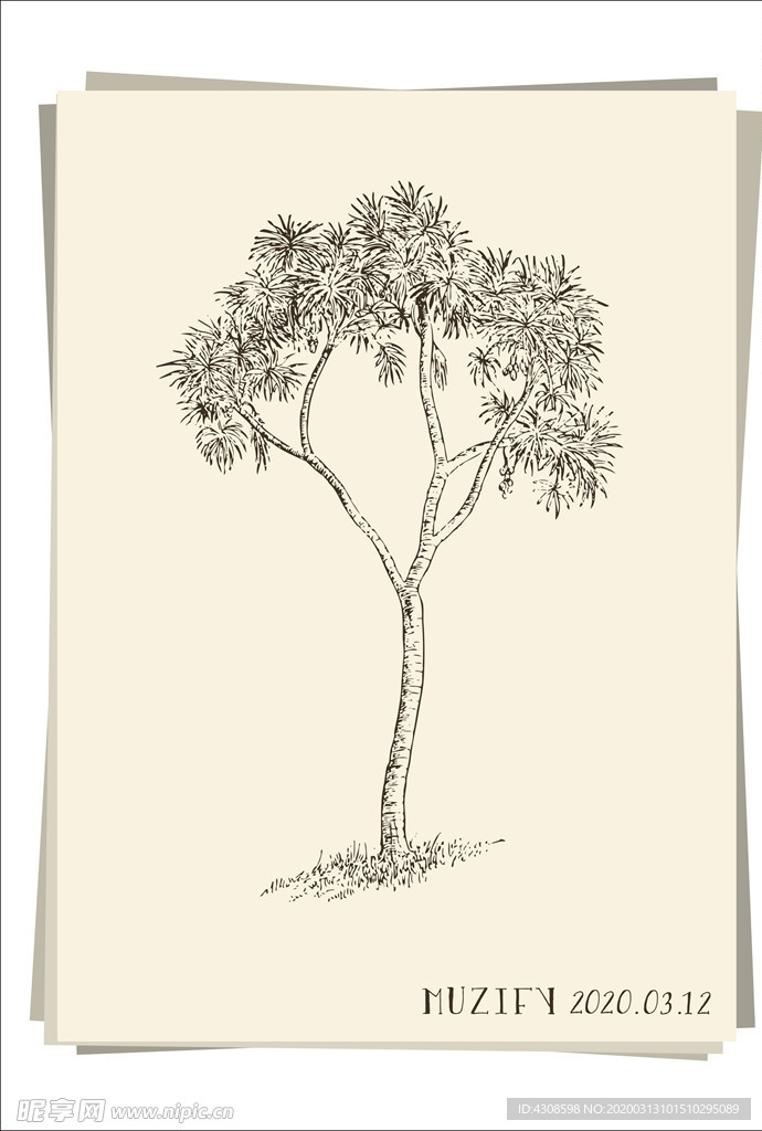 细针树手绘稿