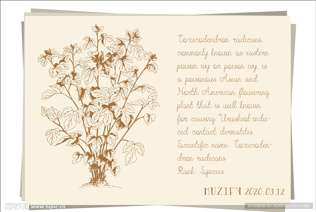 复古毒藤插画手绘稿