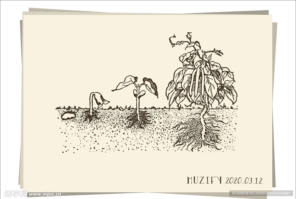 植物生长手绘稿