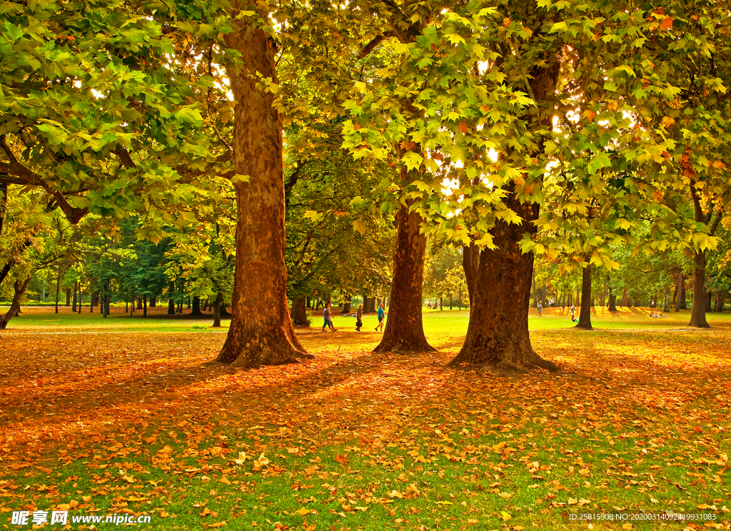 枫叶枫树枫林深秋图片背景