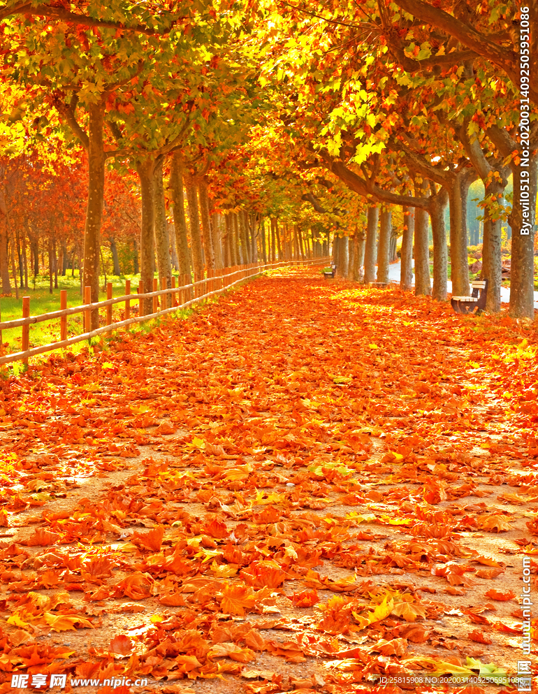 枫叶枫树枫林深秋图片背景