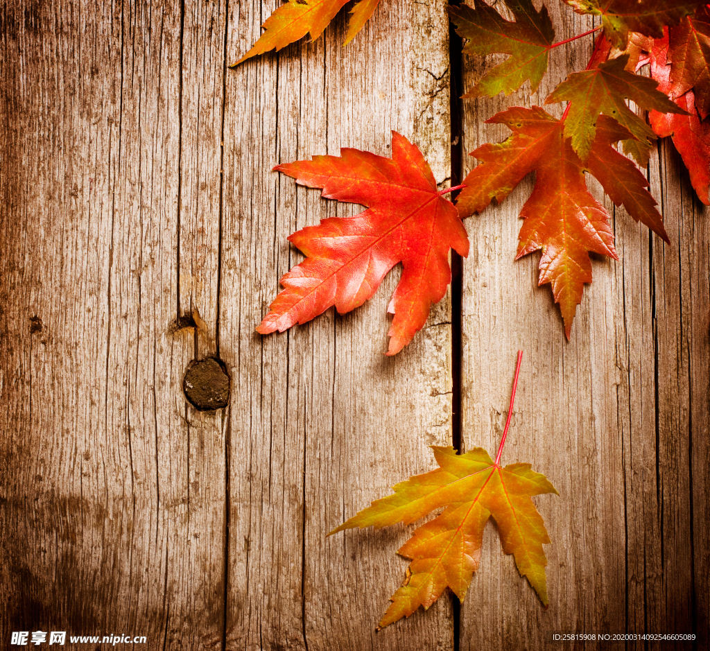 枫叶枫树枫林深秋图片背景