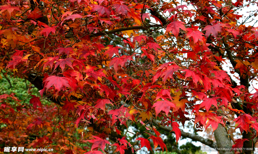 枫叶枫树枫林深秋图片背景