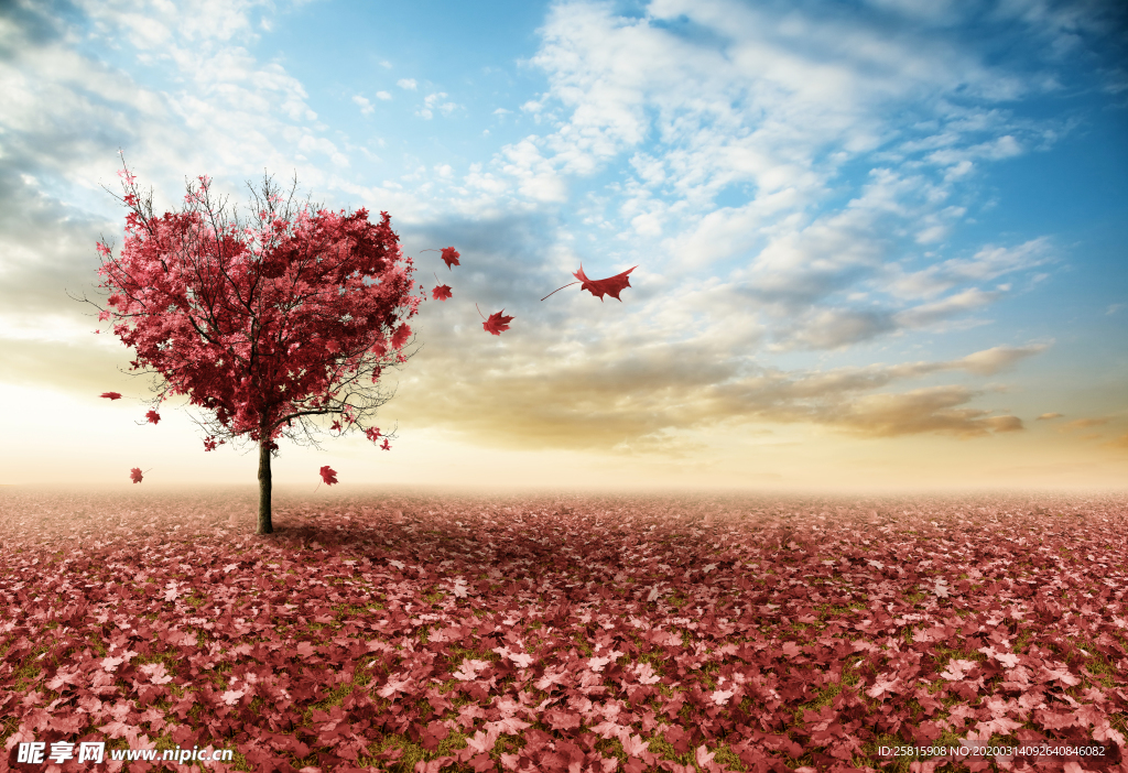 枫叶枫树枫林深秋图片背景