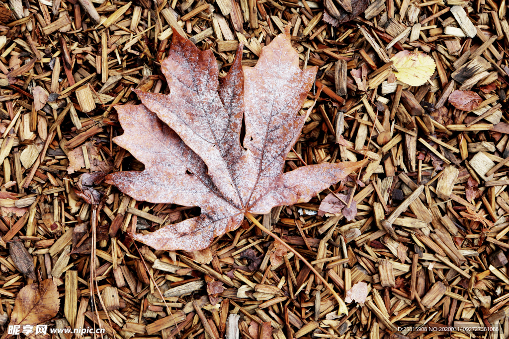 枫叶枫树枫林深秋图片背景