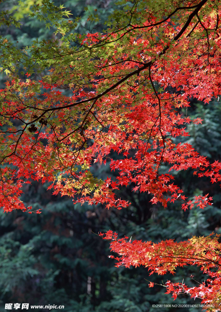 枫叶枫树枫林深秋图片背景