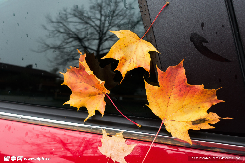 枫叶枫树枫林深秋图片背景
