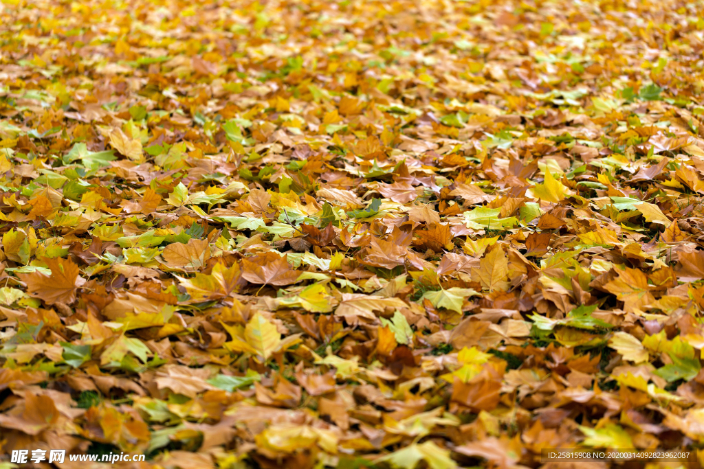 枫叶枫树枫林深秋图片背景