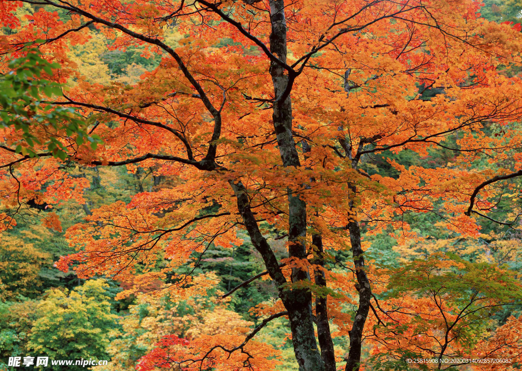 枫叶枫树枫林深秋图片背景