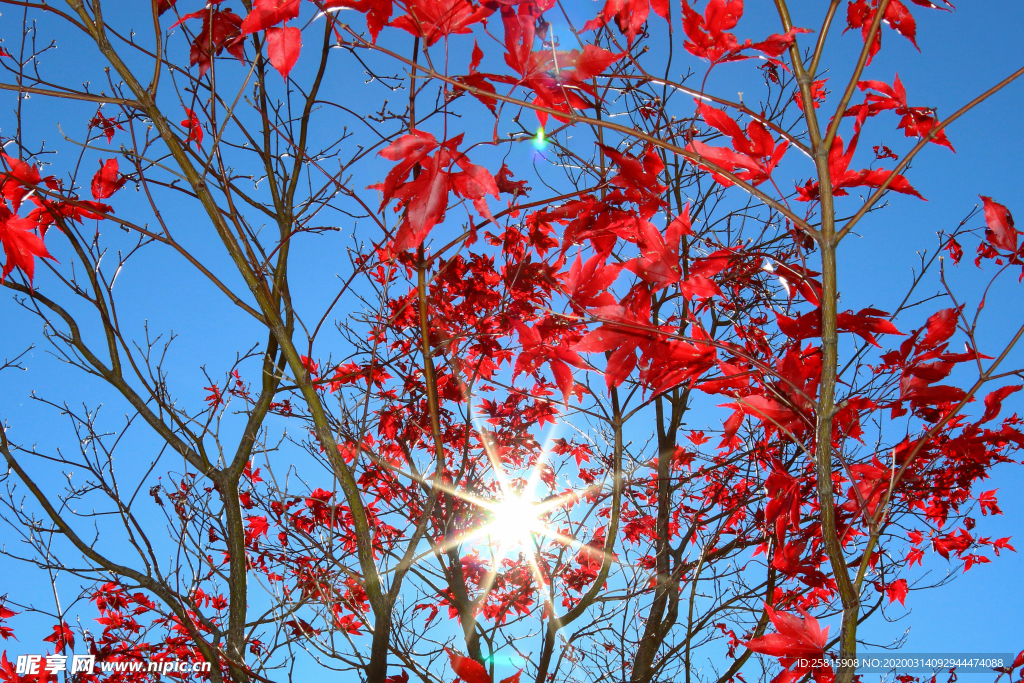 枫叶枫树枫林深秋图片背景