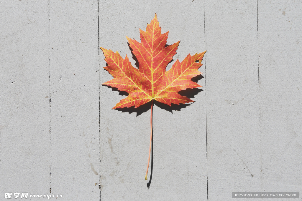 枫叶枫树枫林深秋图片背景