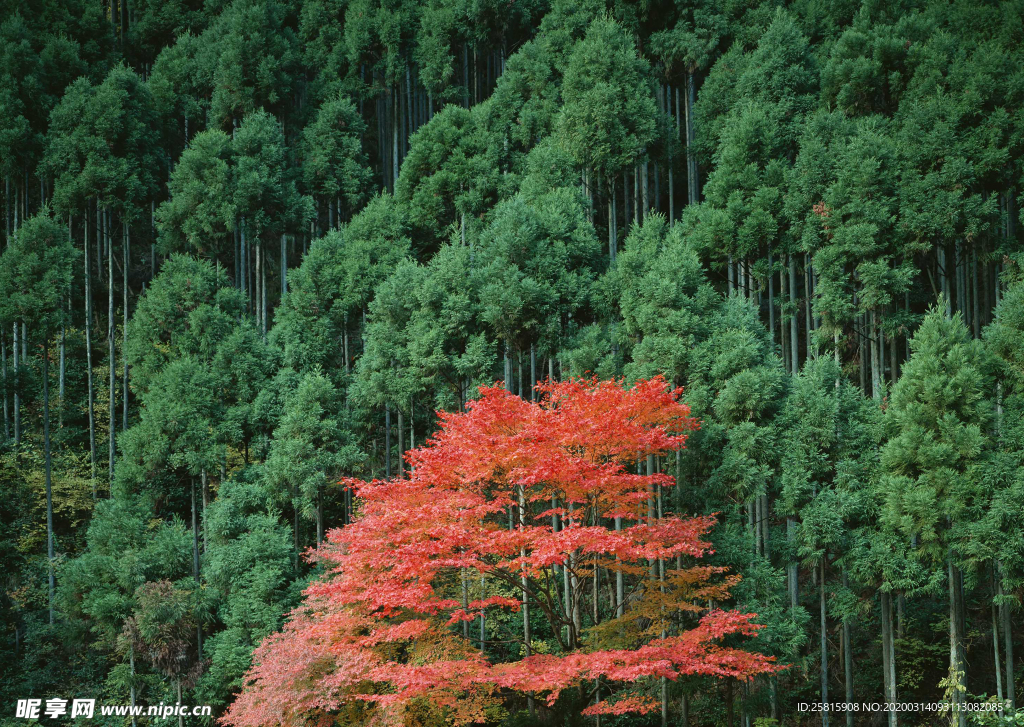 枫叶枫树枫林深秋图片背景