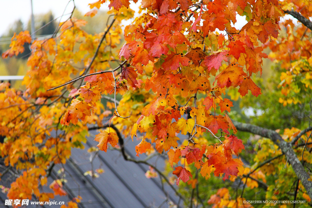 枫叶枫树枫林深秋图片背景