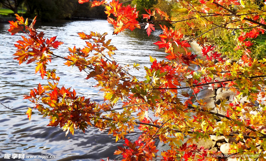 枫叶枫树枫林深秋图片背景