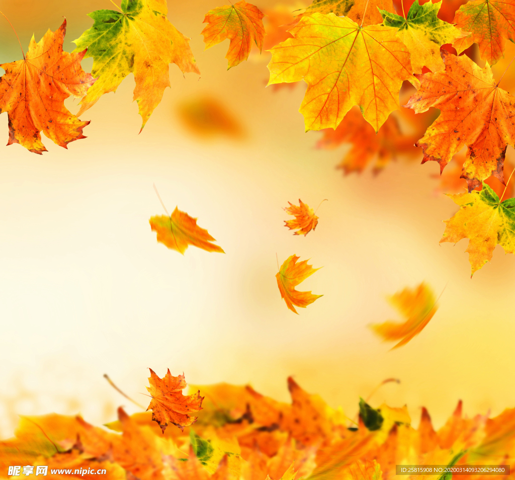 枫叶枫树枫林深秋图片背景