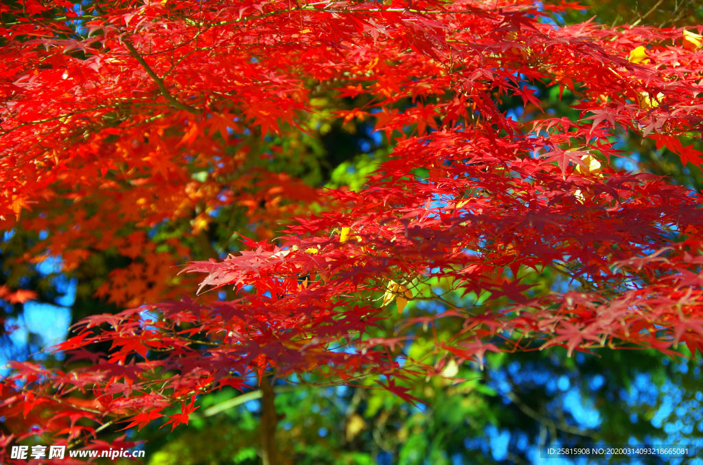枫叶枫树枫林深秋图片背景
