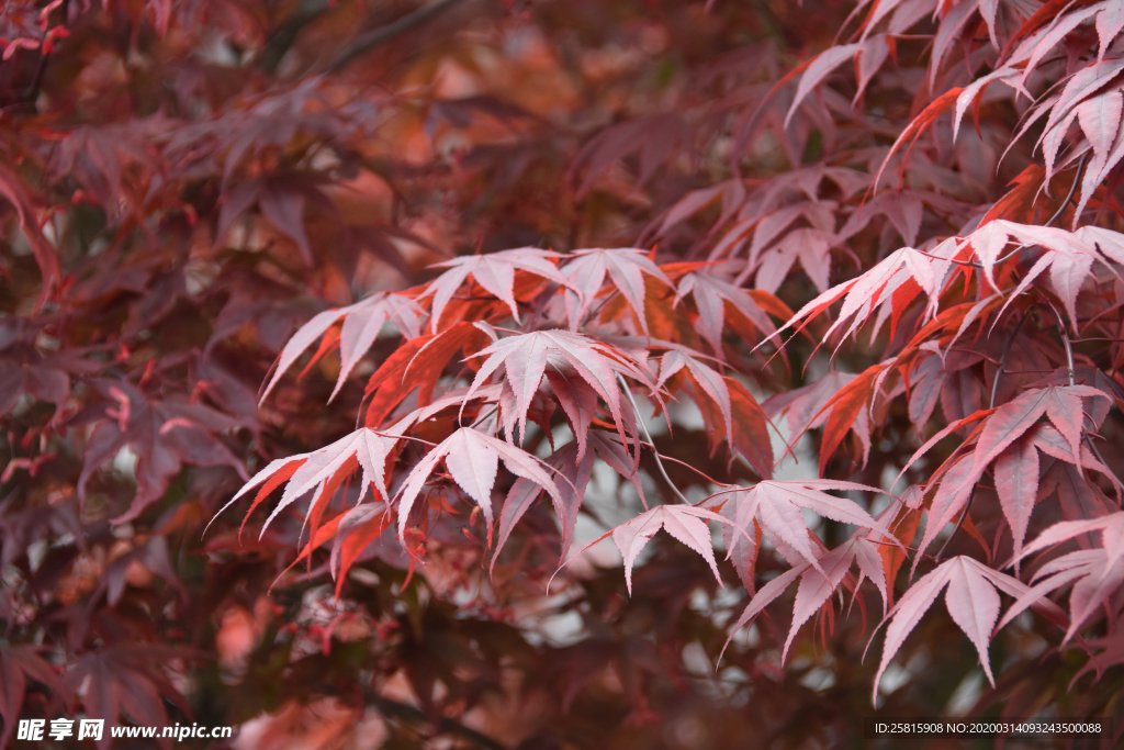 枫叶枫树枫林深秋图片背景