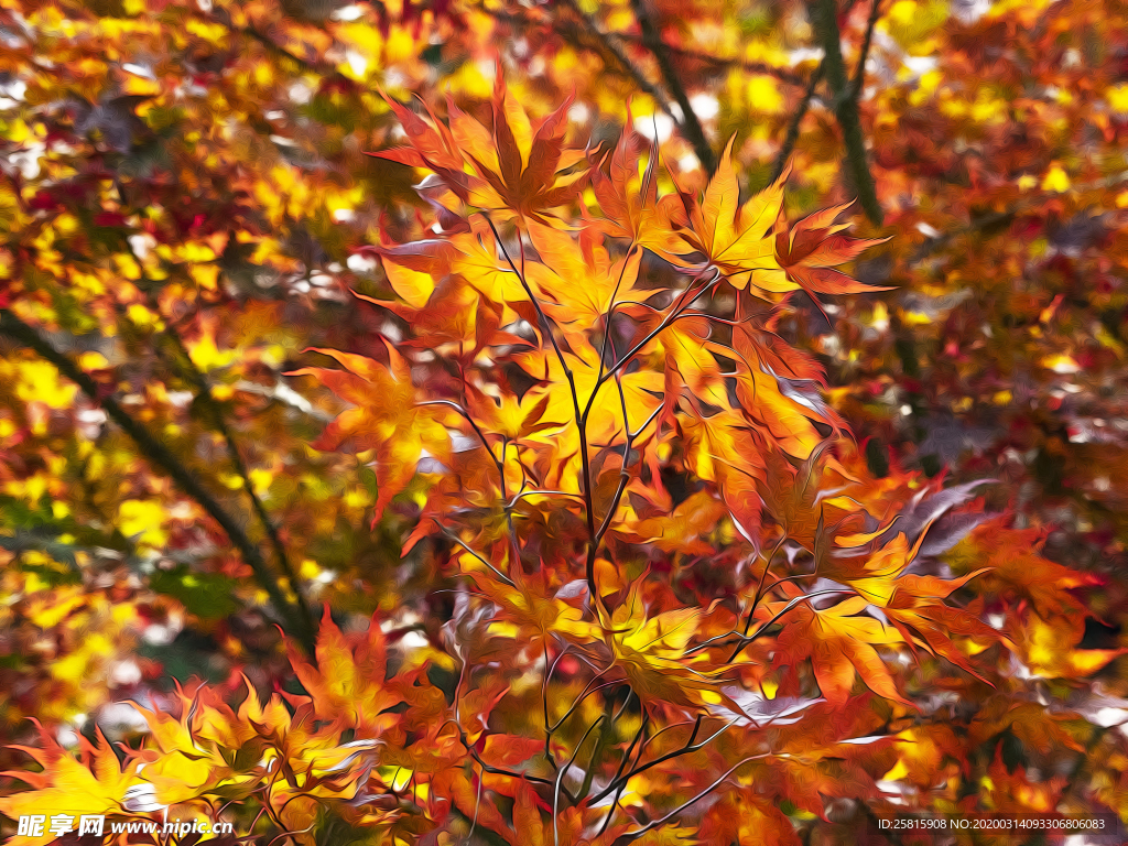枫叶枫树枫林深秋图片背景