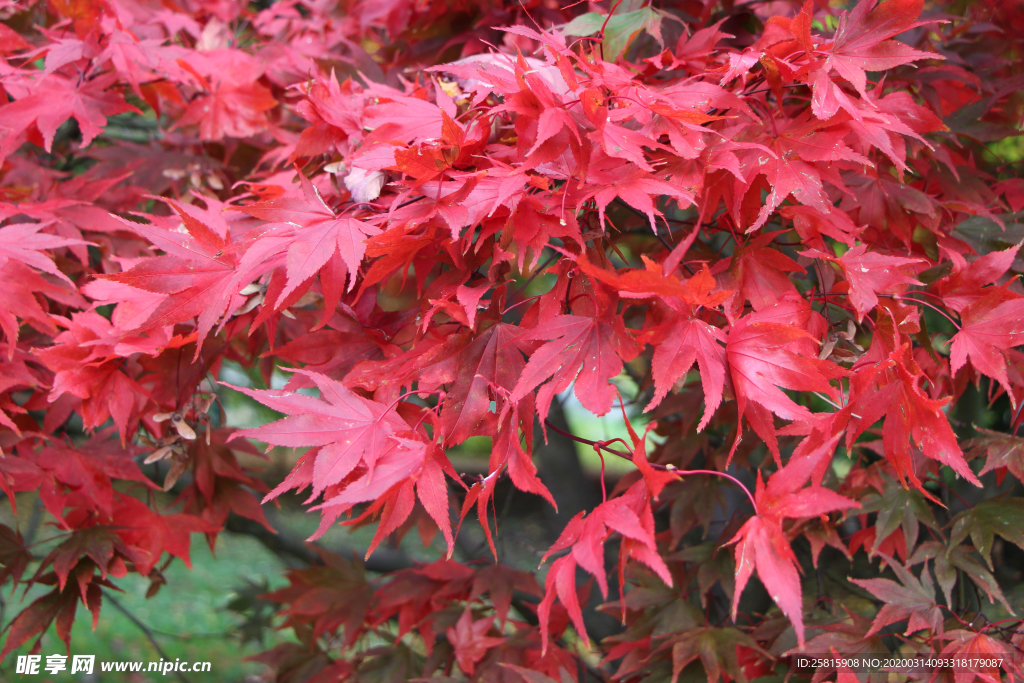 枫叶枫树枫林深秋图片背景